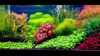 Dutch Aquascape : AGA2021 World rank no 2