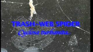 TRASH WEB SPIDER