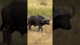 Free Uber ride... #youtubeshorts #wildlife #safarimoments #like #comment #subscribe