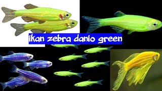 ikan danio green||zebra danio green||green danio