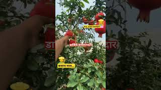 Pomegranate farming #sheti #farming #kisan #reel #banana #pomogranate #डाळिंब #harvesting