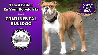 Tescil Edilen En Yeni Irk: Continental Bulldog