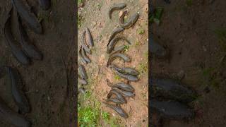 Snake head fishes 😳|| monsoon season fishing | #shorts #fishing