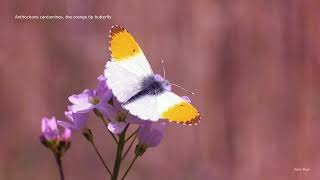 Anthocharis cardamines, the Orange Tip butterfly