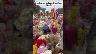 Gazipur ki flowers mandi delhi गाजीपुर की फूल मंडी दिल्ली बहुत ही सस्ती रेट पे #flowers #full #rose