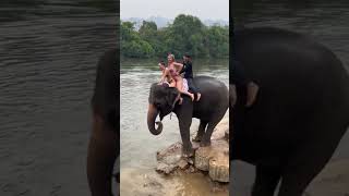 Unforgettable Experience ride with the elephants #foryou #animals #highlights #viral #compilation