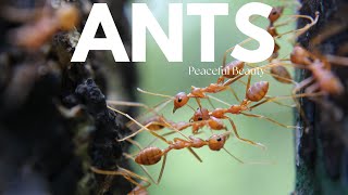 Ant Kingdom | Micro Wonders of Tenacious Communities