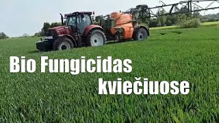 #23 Bio fungicidas žieminiuose kviečiuose Etana