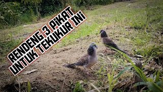 Pikat Rendeng 3 Ekor Untuk Mendapatkan Burung Ini || Suara Besar Banyak Isian