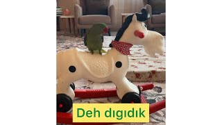 Papağanımız Paşa, atla sefere çıkarsa . Parrot riding a horse.