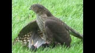 Hawk vs. Starling