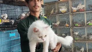 pet's shop in nizamabad animal pet's lover