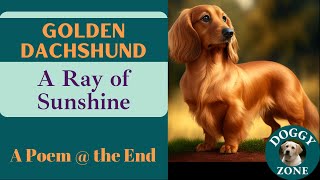 Golden Dachshunds | Everything You Need to Know About This Beloved Dog Breed | Dog Lovers