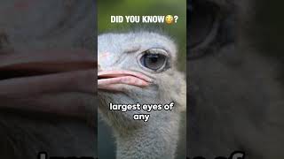 Eyes vs. Brain: The Astonishing Truth About Ostriches' Incredible Vision! 🦢👀 #OstrichEyeFact