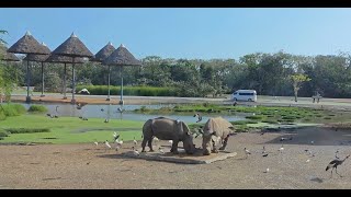 Bangkok Safari World Tour by bus  | birds swamps deers buffalos 1 part