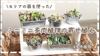 【100均の器】【多肉植物】ミニミニ多肉植物の寄せ植えの作り方