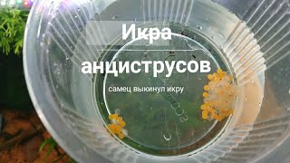 Икра анциструса / самец выкинул икру