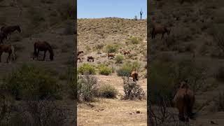 Majestic Wild Horses #wildanimals #equestrian #horsevideo #wildhorses #wildlife #foryou