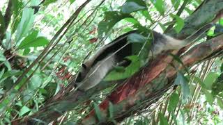 El tamandúa mexicano | Tamandua mexicana