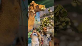 Camel snacks time|| Qurbani Eid 2024