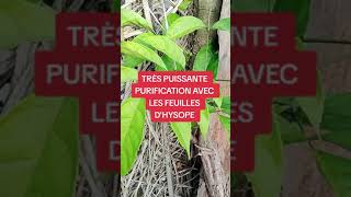 Tres Puissant Bain De Purification A Base De Feuilles D'hysope