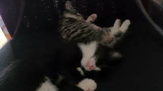 Our New Kittens! (Short Vlog)