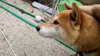 ゴエちゃんと遊ぼう!! Let's play with Shiba Dog!!