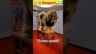 😱कुत्ता है कि शेर🙏 #animalslover #youtubeshorts #animals #amazing #shortsfeed #dog #respect #animals