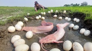 Best hand fisherman skill, A lot of fish at field catch fish by hand skill near village