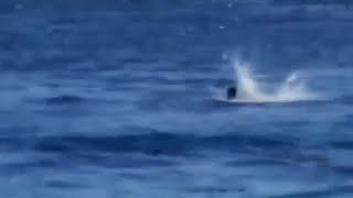 The HORRIFYING Last Moments Of Omar Conger: EATEN By A Great White