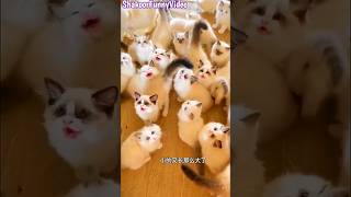 what a cute kittens video short 😍 moye moye #cats #shorts #catvideos #youtubeshorts