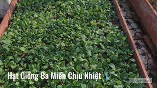 Hạt Giống Cải Thìa Bẹ Lớn, Chịu Nhiệt Tốt