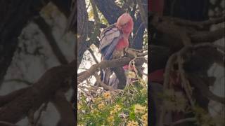 Galahs visit!🇦🇺💖A splash of colors🐦🦜Best Surprise Ever!!#BirdsOfAustralia #sydney #australia #birds