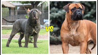 Mastin napolitano vs bullmastiff ¿cual es mas PODEROSO?