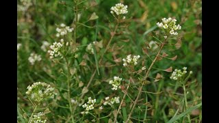 Essbare Wildkräuter: Der Hirtentäschel