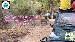 Morning walk with Majestic Tiger | Bandhavgarh National Park