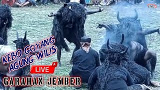 KEBO GOYANG AGUNG WILIS LIVE JEMBER (official kebo)