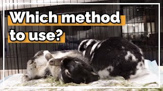 Different Bunny Bonding Methods & Tips For Success! 🐰❤️🐰