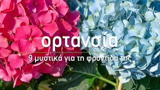 🌷 Ορτανσία: 9 μυστικά για τη φροντίδα της - Τα Μυστικά του Κήπου