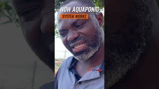 Unlocking the Power of Aquaponics Systems and How you grow your own food and save resources.