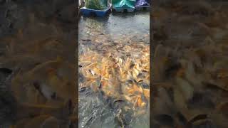 Fish Feeding in Farm Ponds #fishing #20