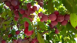 Огромный урожай алычи сорта "Обильная" / harvest of cherry plum varieties "Abundant"