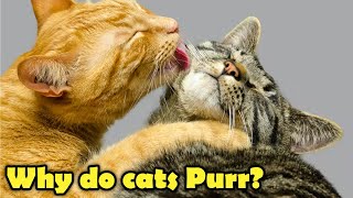 Uncovering the Secret: Why Cats Purr!