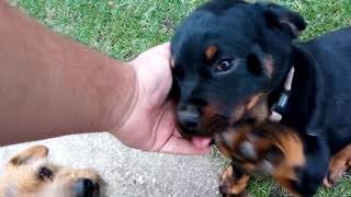 Liza is our 14 week old Rottweiler girl from Mezőkövesd