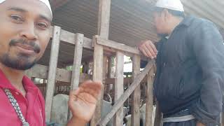 Kandang kambing kurban dan aqiqah