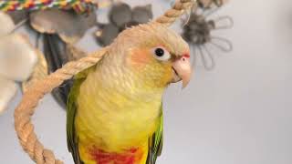 Ziggy pineapple green-cheek conure parrot out of nest after rearing baby chics 💚