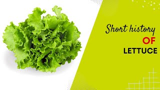 Short History Of Lettuce