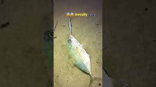 #fishing #fishingvideo #shimano #reels #lures #luresfishing #littma  catched  trevally fish 😱