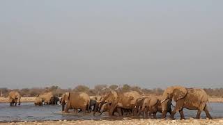 Elephants herd in Klein Namutoni waterhole