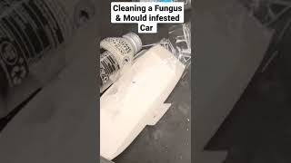 Cleaning a Fungus infested Car - YouTube.com/sutsi